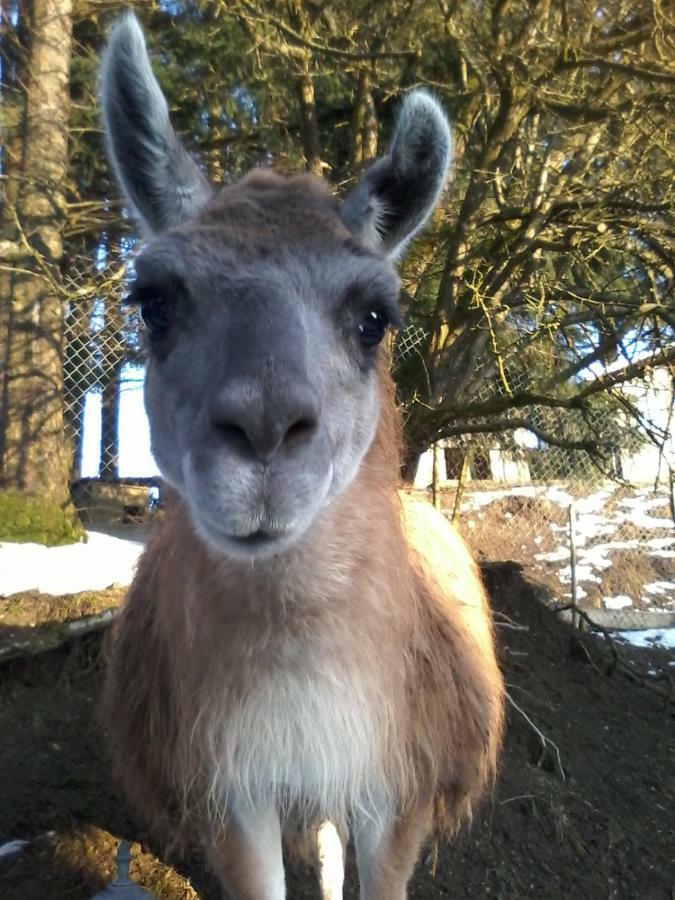 Funny-Farm Villa Sassen Bagian luar foto